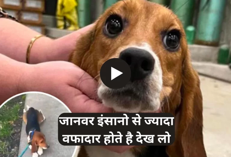 Dog Viral Video: जानवर इंसानो से ज्यादा वफादार होते है यह सुना था आज देख भी लिया......