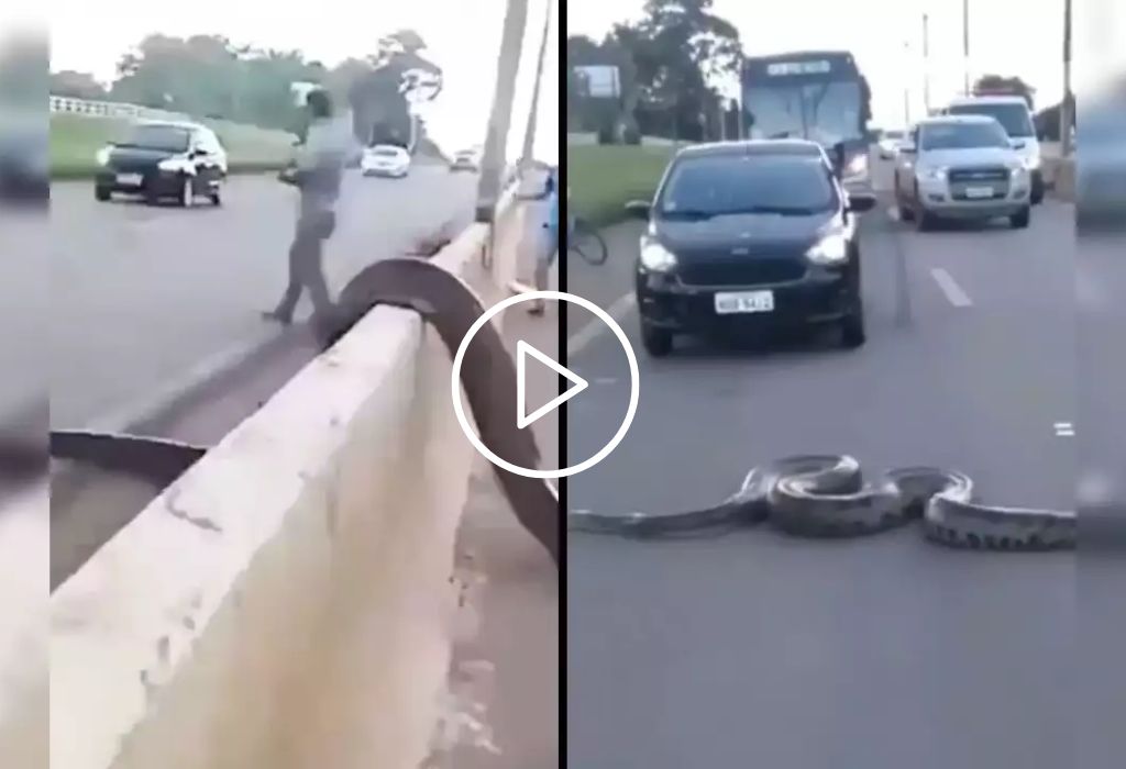 Humans for scale: Giant anaconda crossing a busy road in Brazil stuns internet – Watch viral video